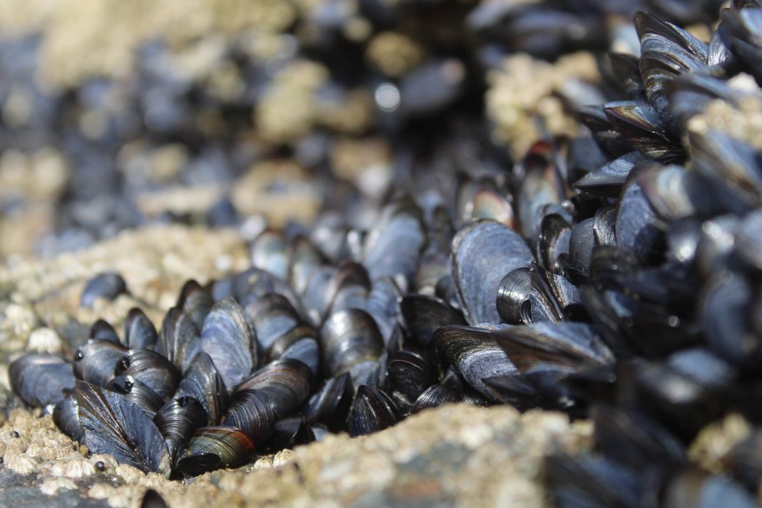 Mejillones: los errores básicos que cometes al elegirlos y cocinarlos