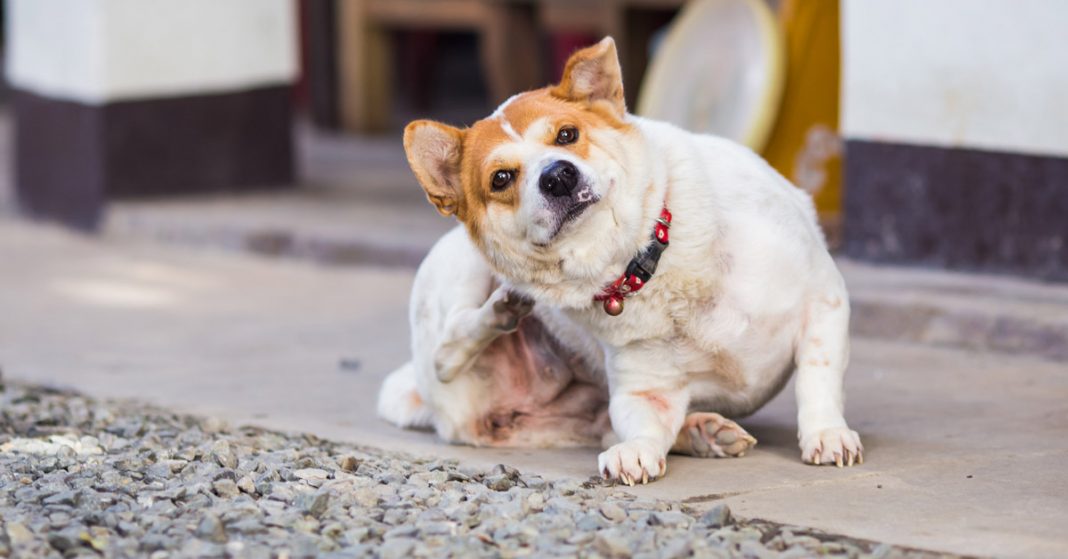 perro rascándose por pulgas