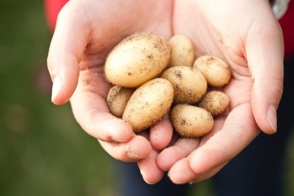 Las Patatas Y Su Piel