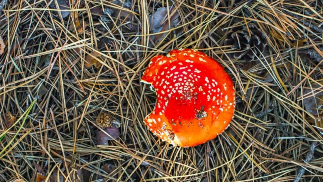 Setas que te encuentras en el bosque y que son venenosas