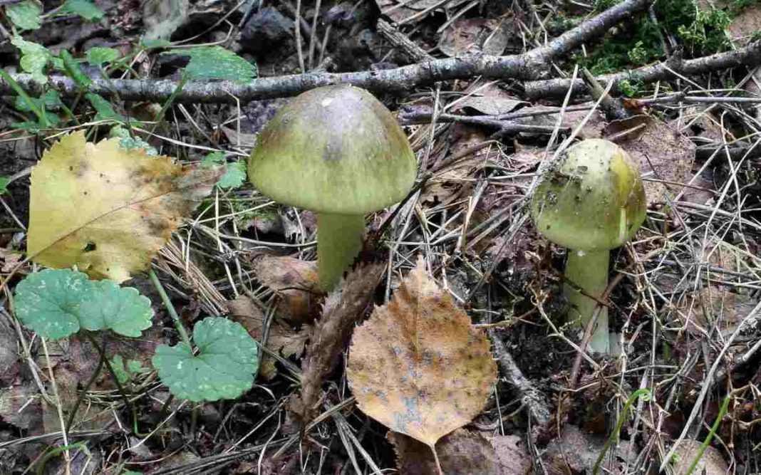 Setas que te encuentras en el bosque y que son venenosas