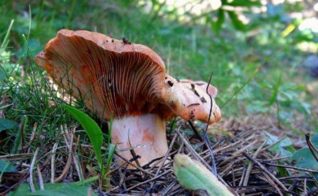 Setas que te encuentras en el bosque y que son venenosas