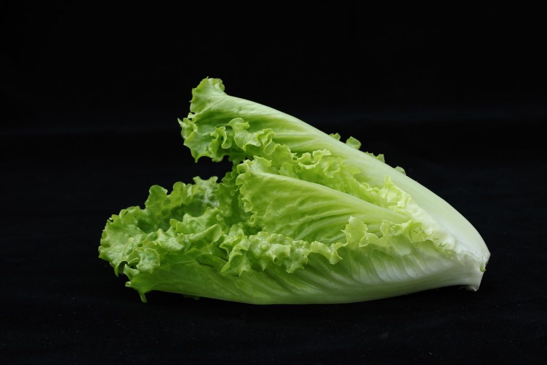 lechuga