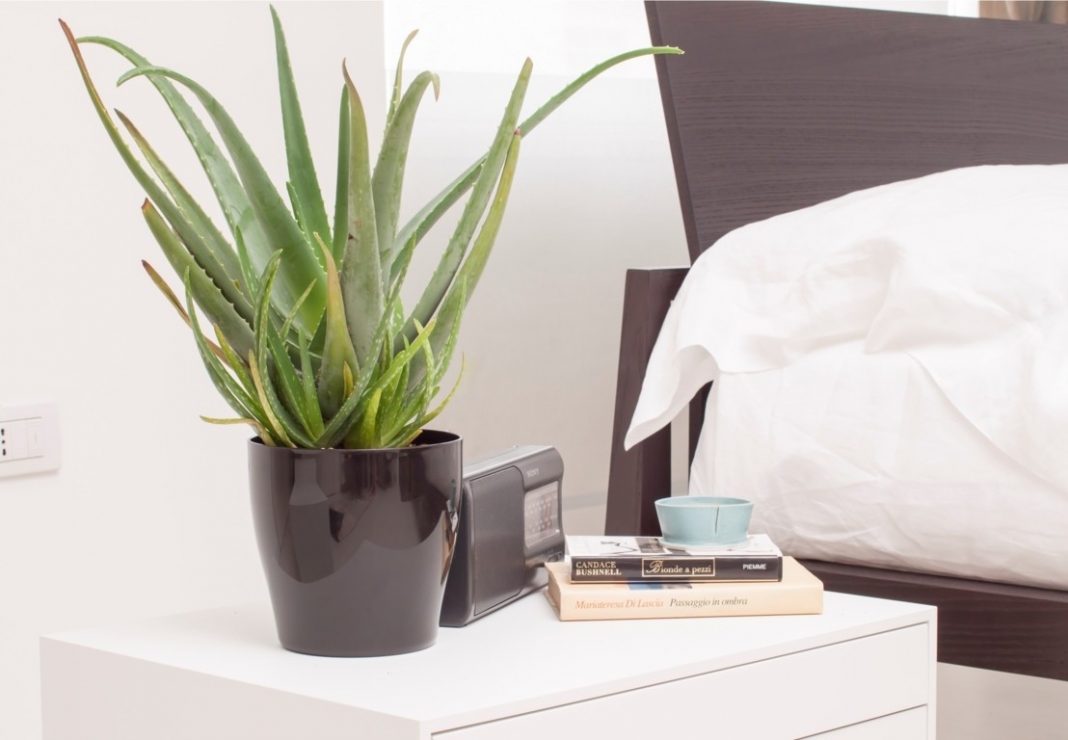 10 plantas que puedes tener en el dormitorio