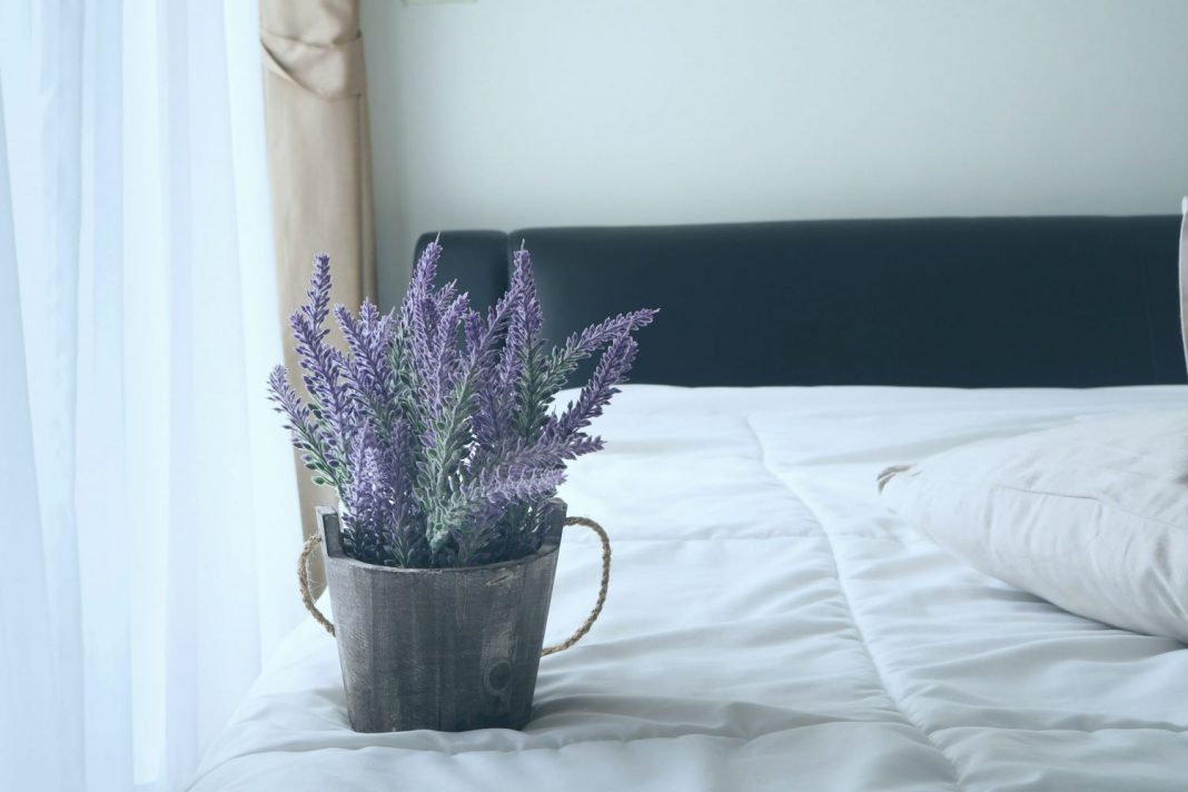 Plantas de interior que te ayudan a dormir mejor