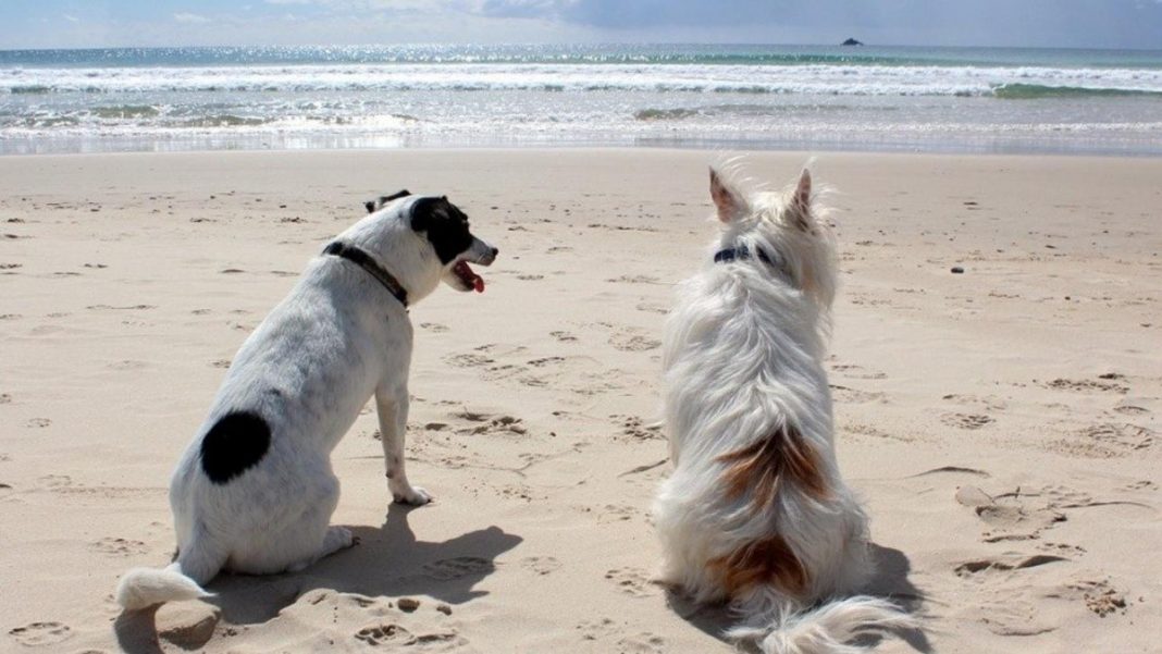 Aplicaciones para encontrarle novio o novia a tu perro