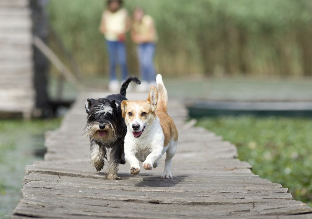 Aplicaciones para encontrarle novio o novia a tu perro