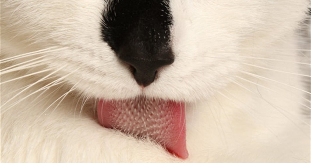 Este es el motivo por el que tu gato tiene la lengua áspera