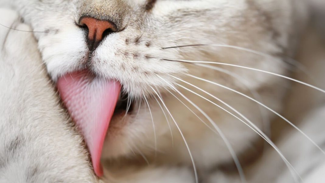 Este es el motivo por el que tu gato tiene la lengua áspera