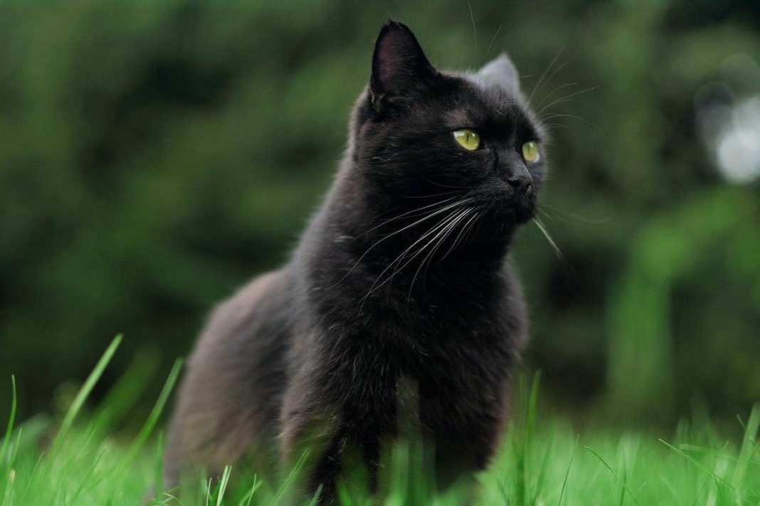 ¿Los gatos negros traen mala suerte de verdad?