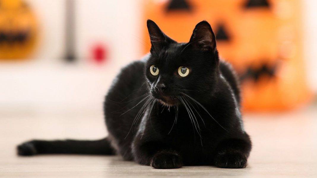 ¿Los gatos negros traen mala suerte de verdad?