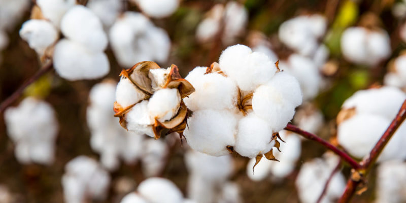Los usos desconocidos del algodón que nadie te ha contado