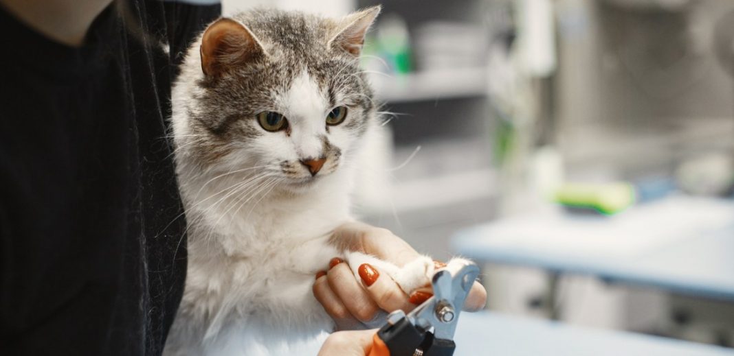 Por qué no deberías cortarle las uñas a tu gato