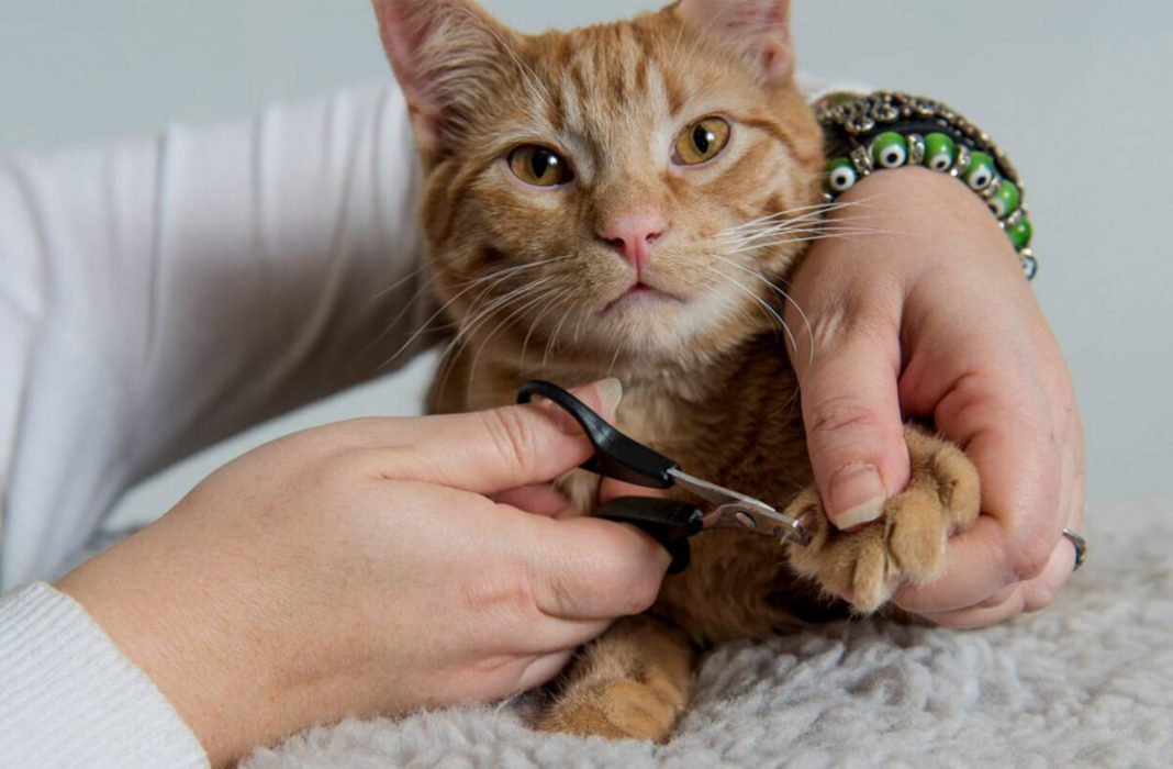 Por qué no deberías cortarle las uñas a tu gato