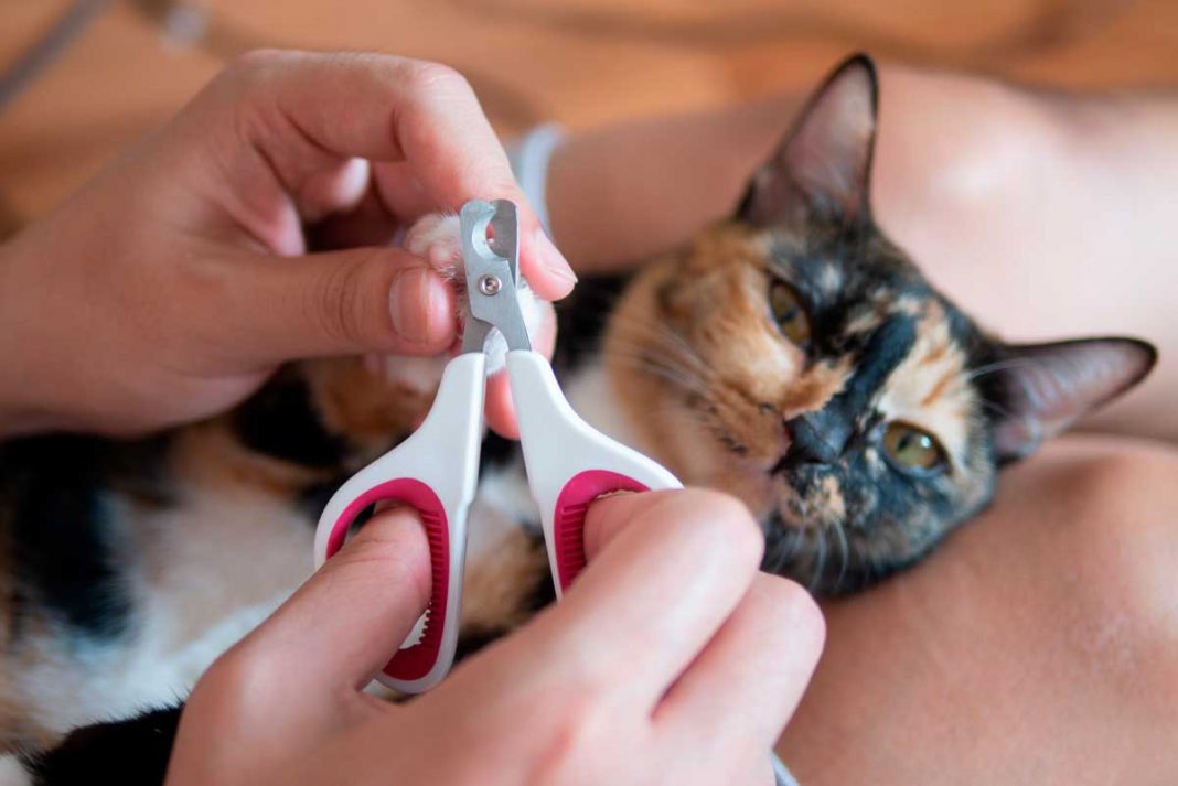 Por qué no deberías cortarle las uñas a tu gato