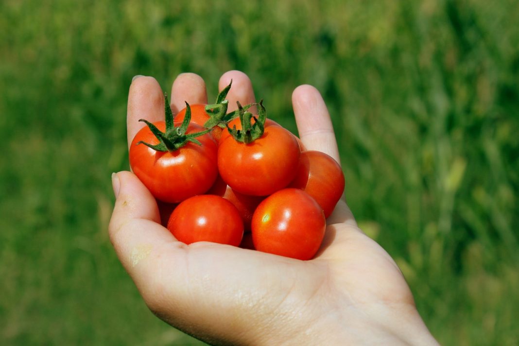 Así se hacen unos tomates cherry asados en el microondas