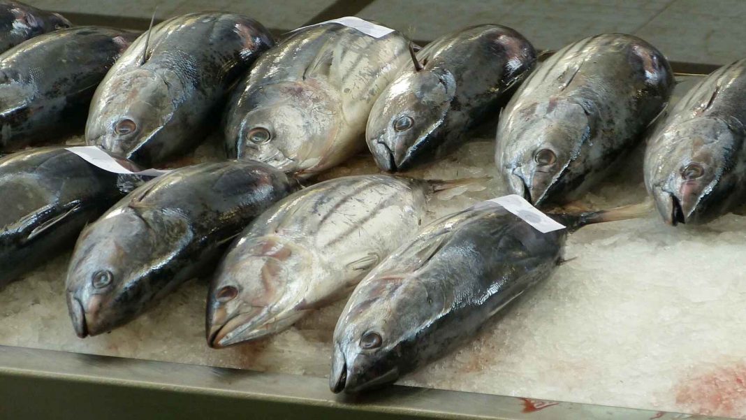 Llenos de mercurio: Ocho pescados que no deberías comer