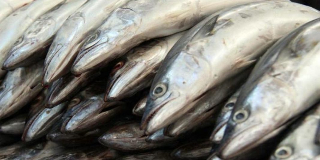 Llenos de mercurio: Ocho pescados que no deberías comer