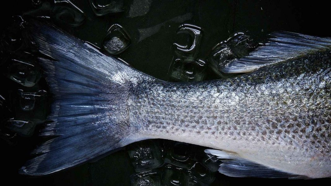 Llenos de mercurio: Ocho pescados que no deberías comer