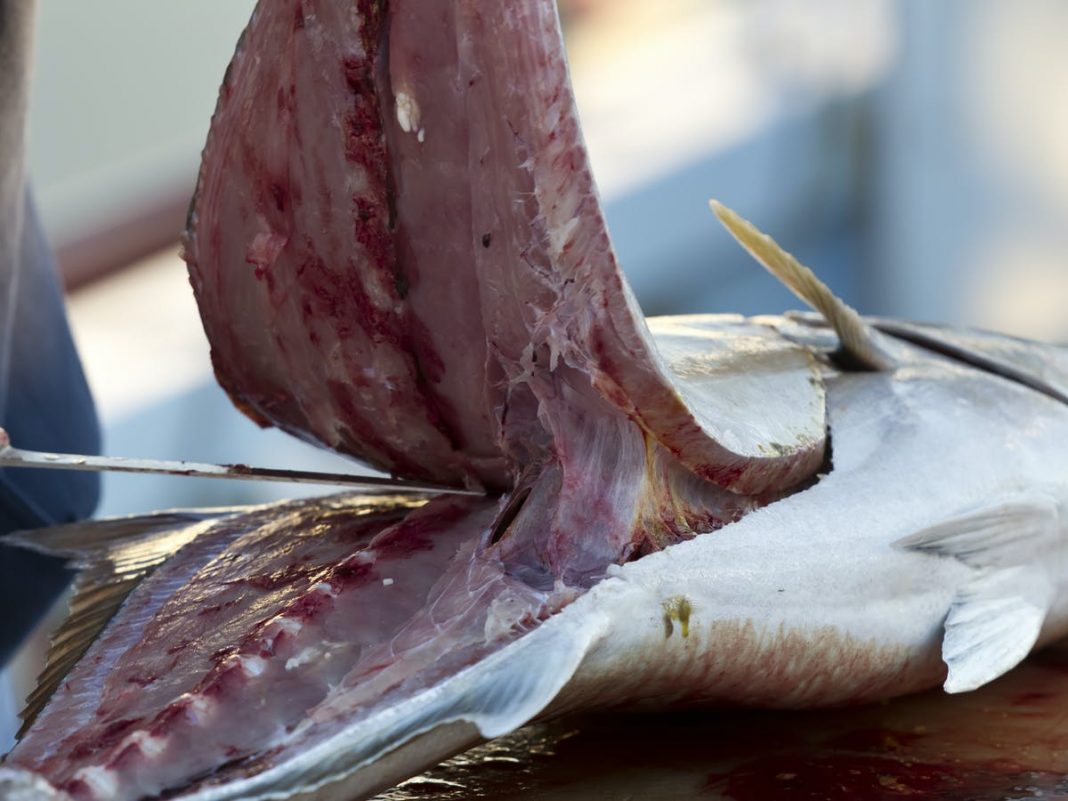 Llenos de mercurio: Ocho pescados que no deberías comer