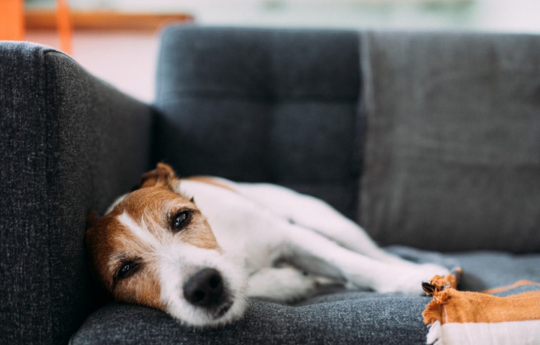 Así puedes saber si tu perro es un superdotado