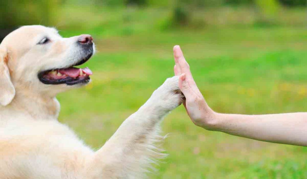 Así puedes saber si tu perro es un superdotado