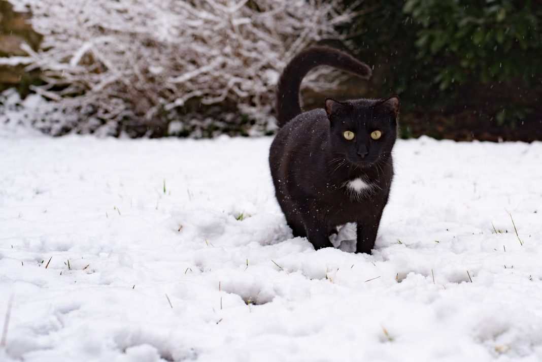 gato entre la nieve