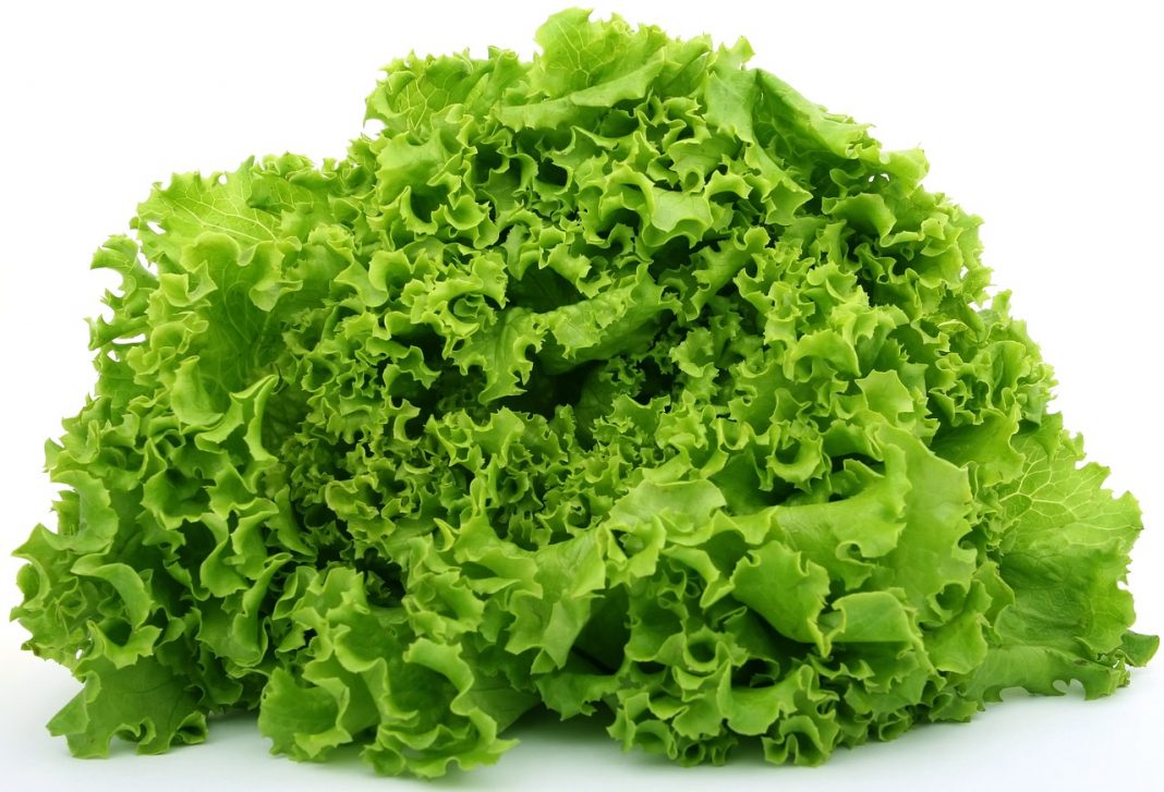 lechuga