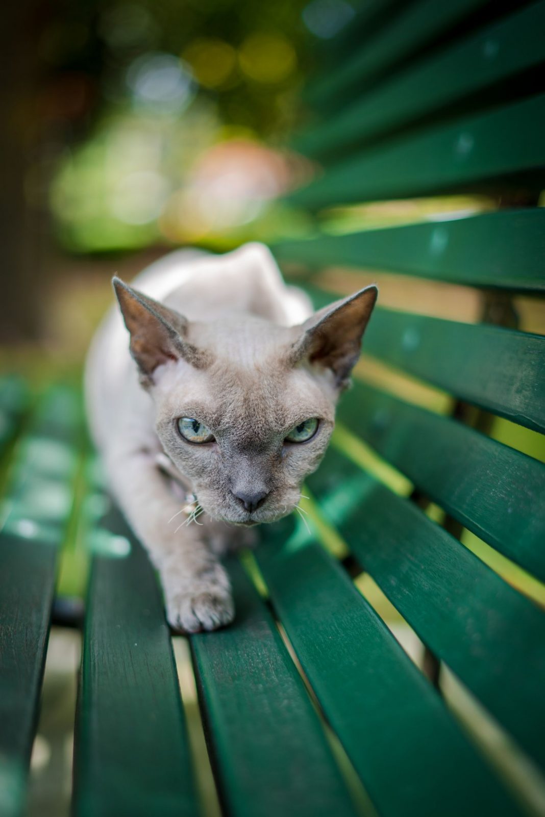 Por qué se dice que los gatos son psicópatas