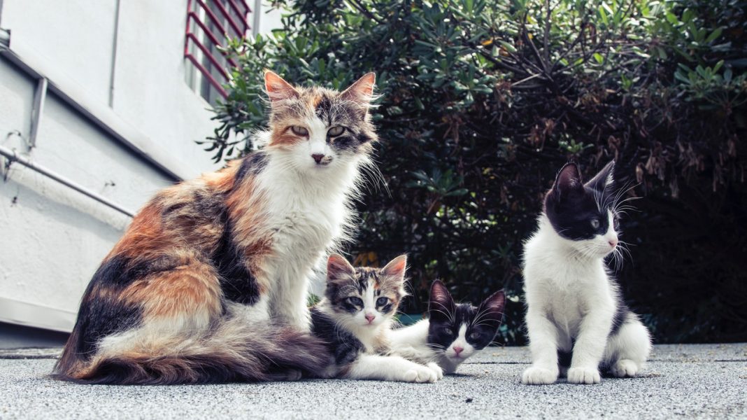 Por qué se dice que los gatos son psicópatas