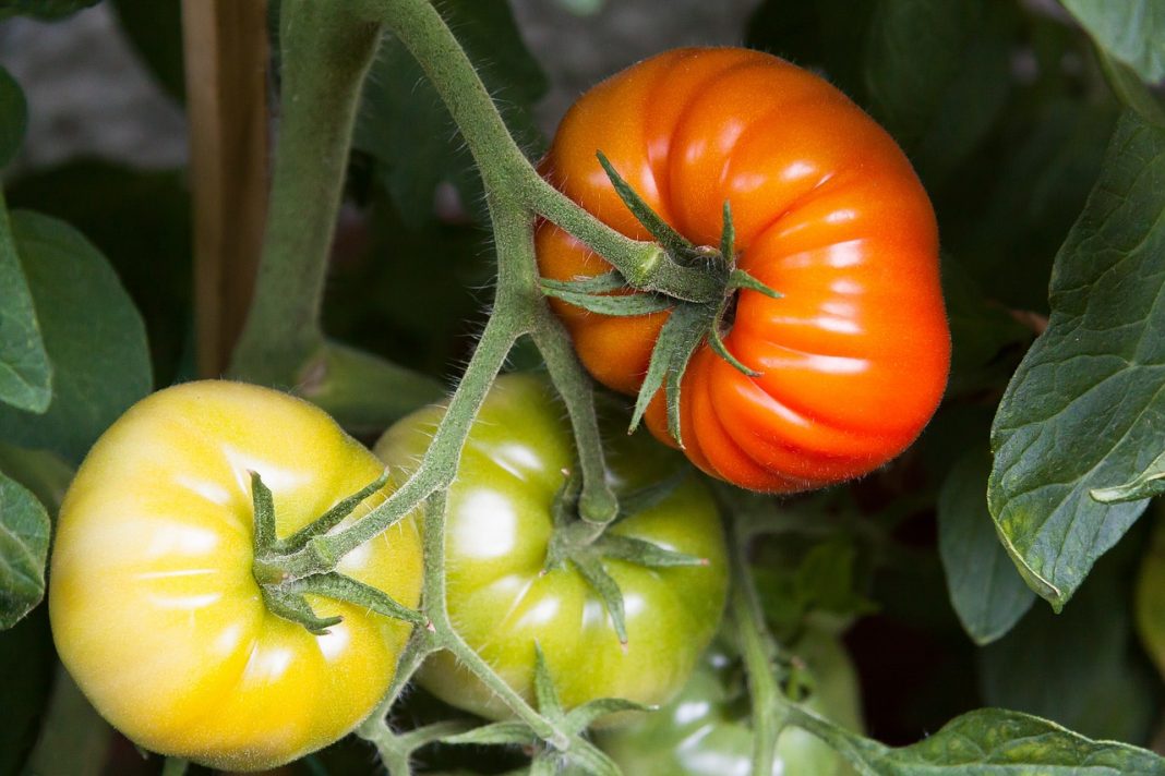 El truco para que tus tomates no se maduren