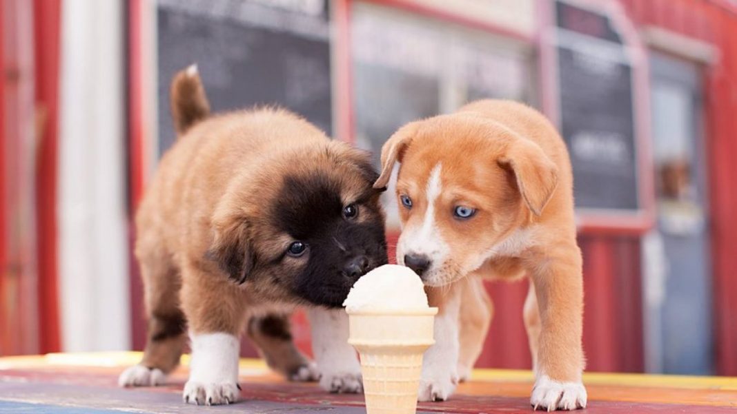 Alimentos con los que estás matando a tu perro