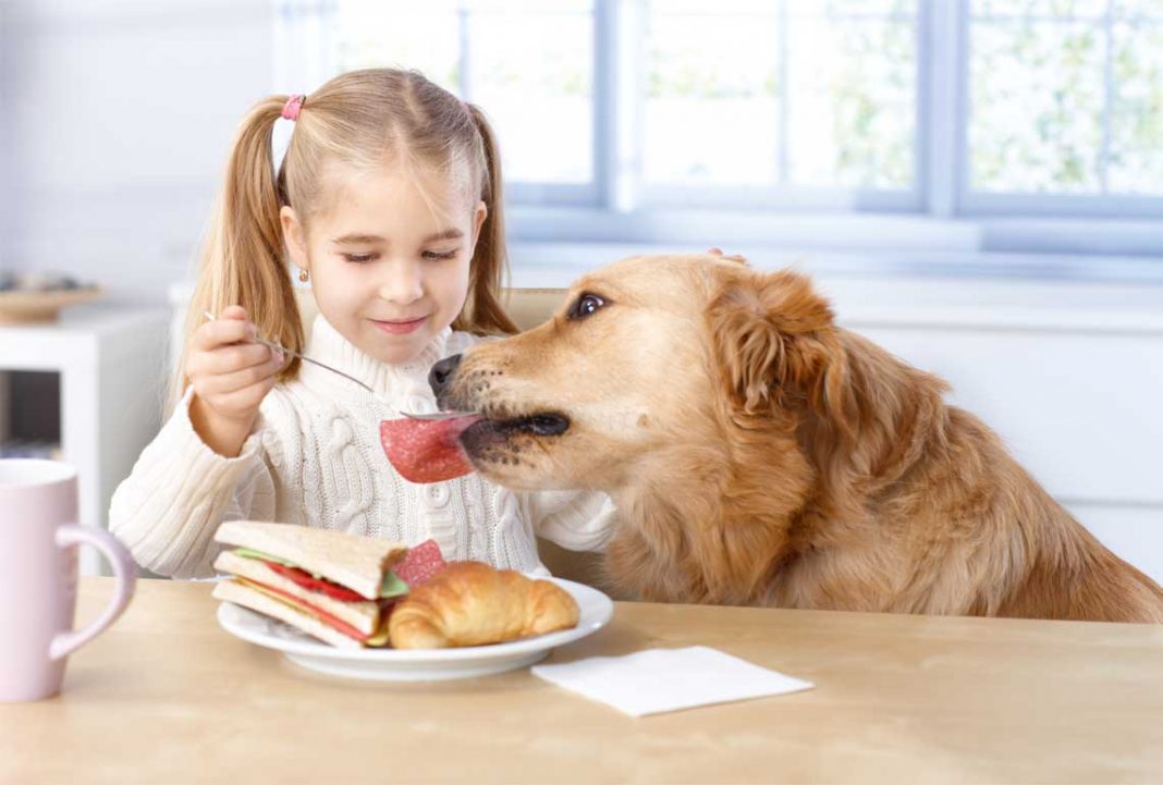 Alimentos con los que estás matando a tu perro