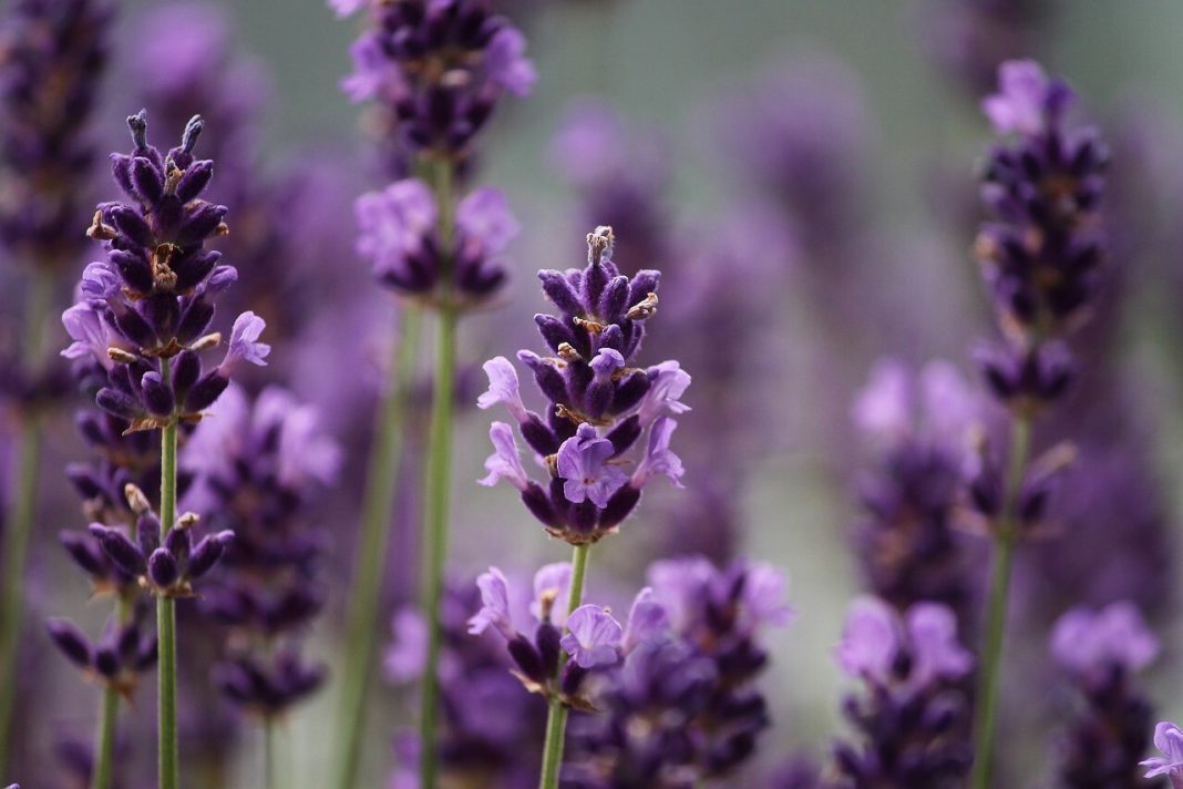 Esta es la flor que debes regalar según el signo del zodiaco