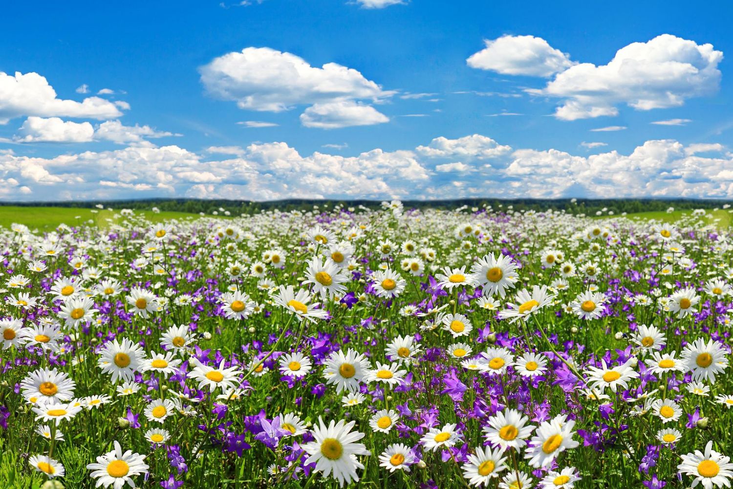 Qué es la primavera