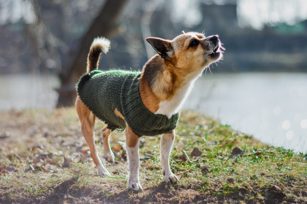 Según el ladrido, esto es lo que quiere decirte tu perro