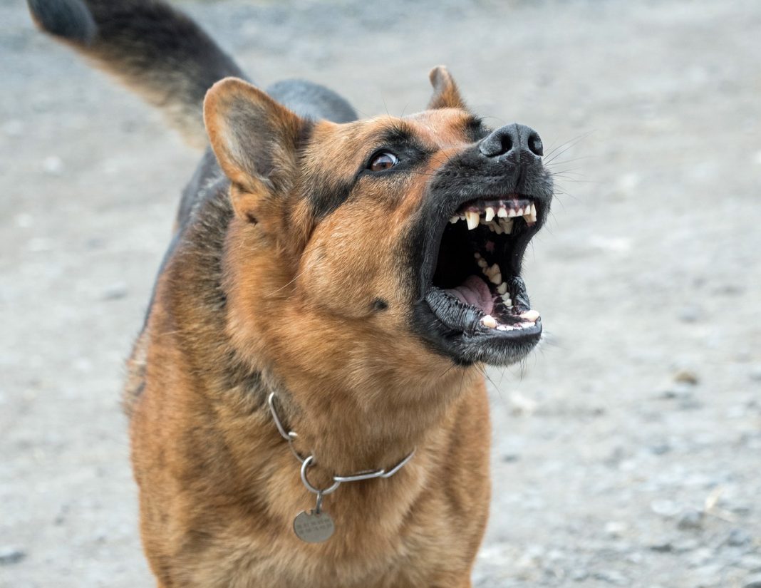 Según el ladrido, esto es lo que quiere decirte tu perro