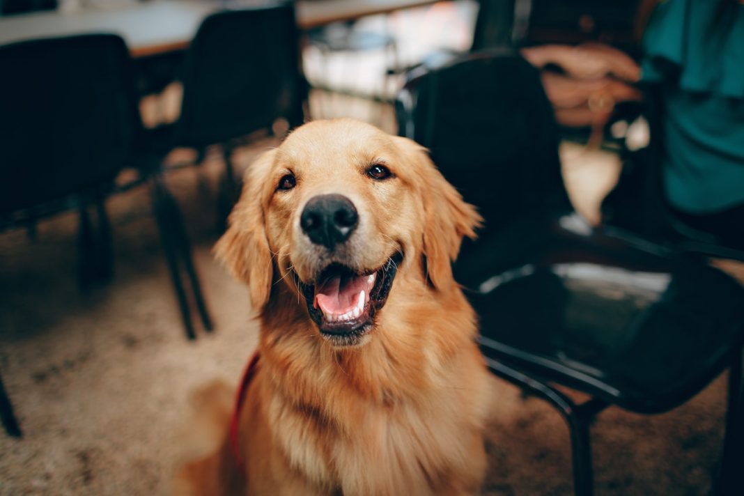 Según el ladrido, esto es lo que quiere decirte tu perro