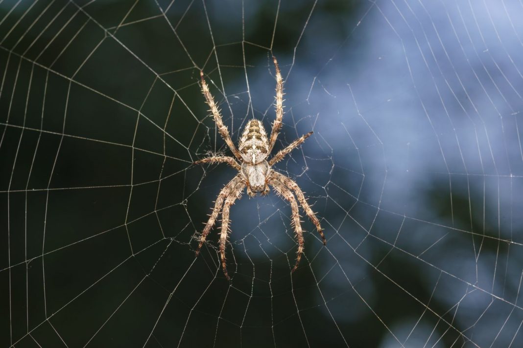 Según tu signo del zodiaco esta es la mejor mascota