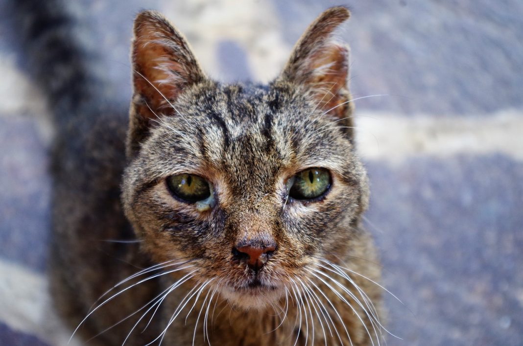 Enfermedades que podrían matar a tu gato