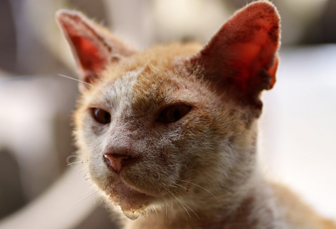 Enfermedades que podrían matar a tu gato