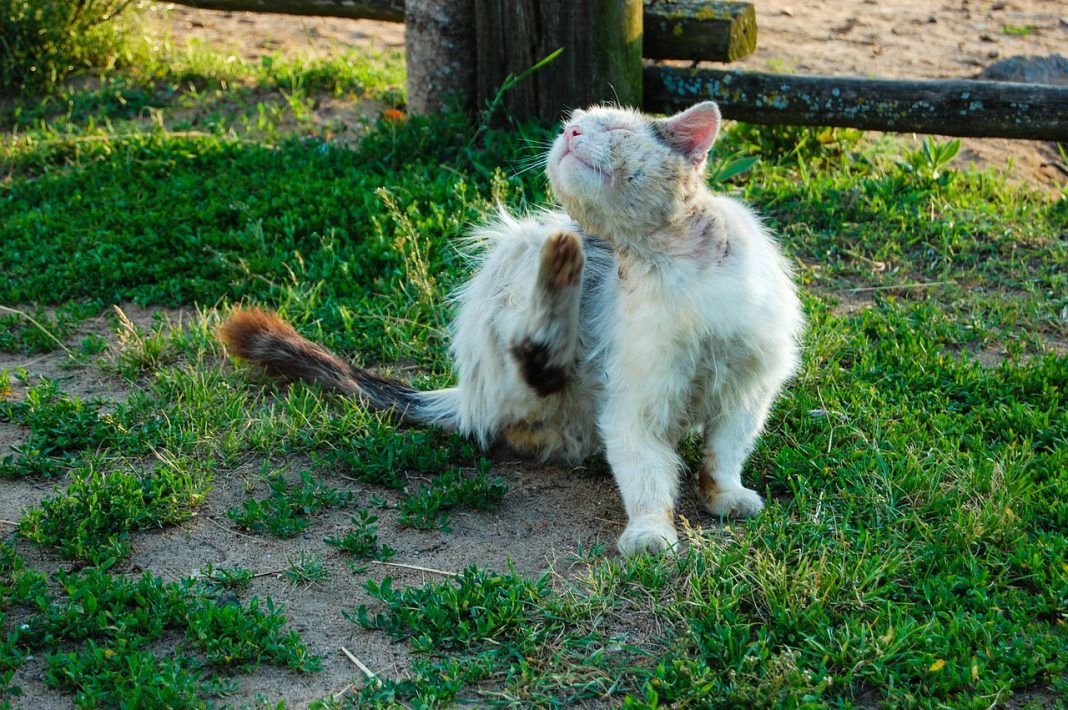 Enfermedades que podrían matar a tu gato