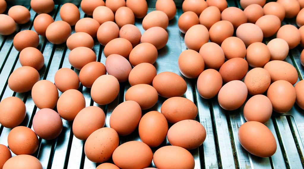 ¿Como Conservar Los Huevos Duros O Cocidos?