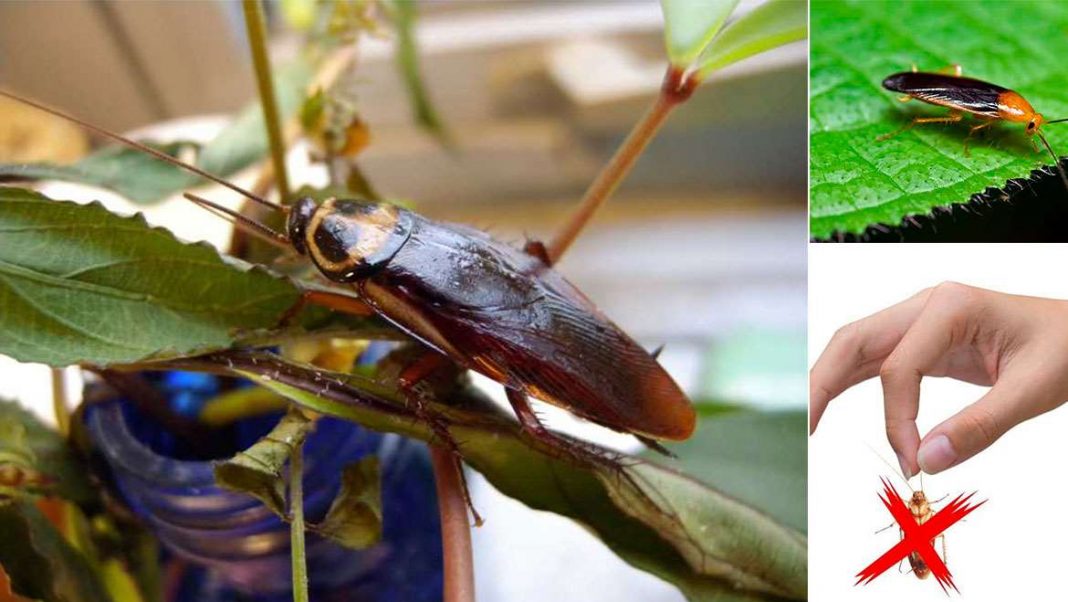 Dile adiós a las cucarachas de la cocina con estas plantas