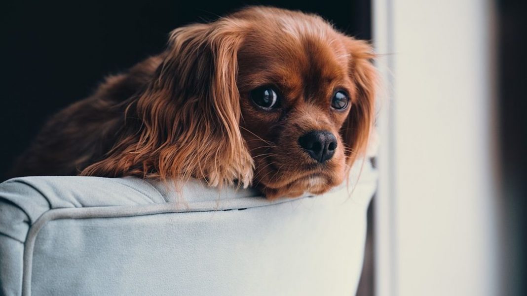 El motivo por el que no debes ladrar a tu perro