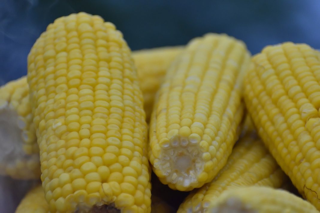 El secreto por el que las mazorcas de maíz nunca te salen con el sabor que deben tener