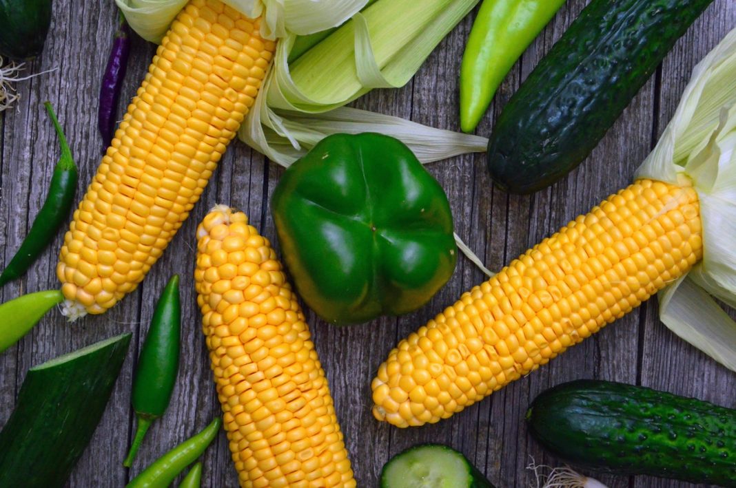 El secreto por el que las mazorcas de maíz nunca te salen con el sabor que deben tener