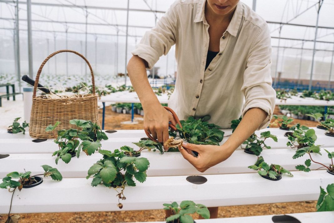 Este es el motivo por el que tus plantas tienen las puntas de las hojas marrones