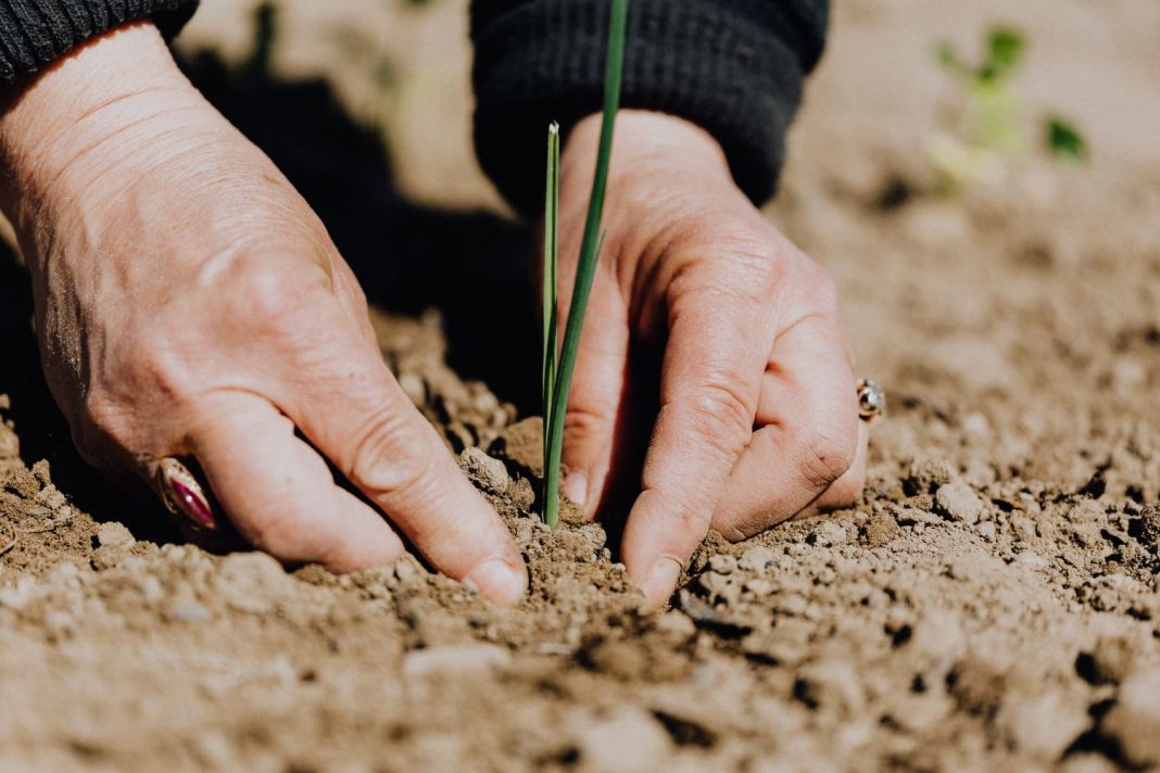 Este es el motivo por el que tus plantas tienen las puntas de las hojas marrones