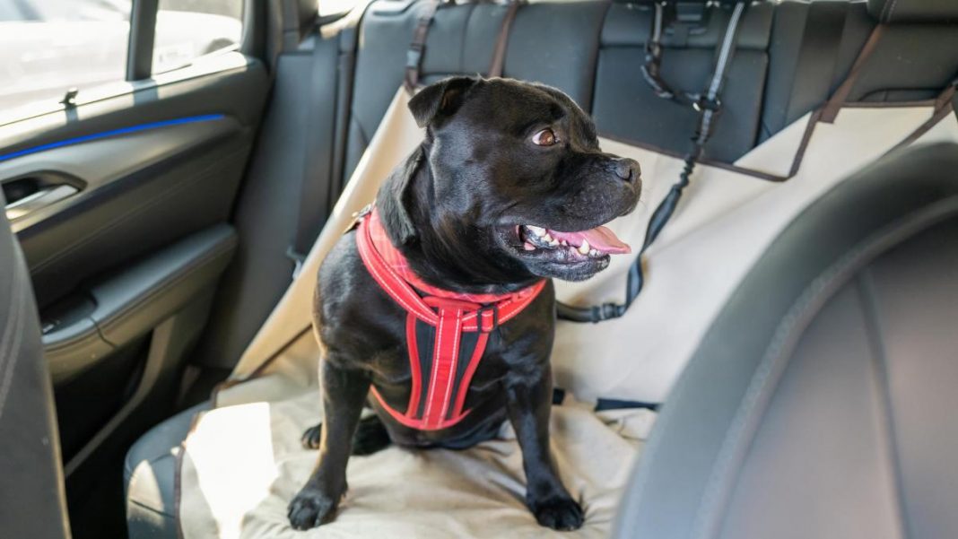 La multa que te pueden poner por llevar al perro en el coche